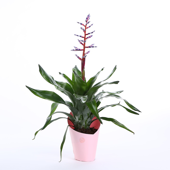 Эхмея в горшке