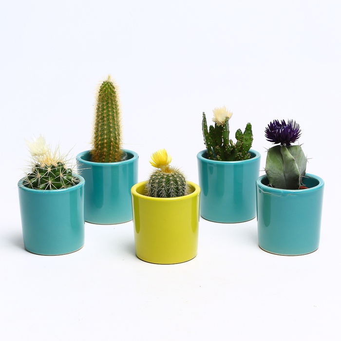 Кактус в кашпо