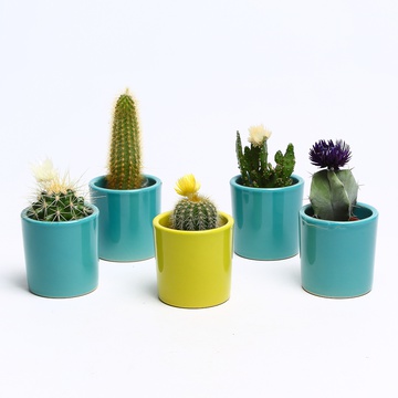 Кактус в кашпо