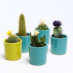 Кактус у кашпо