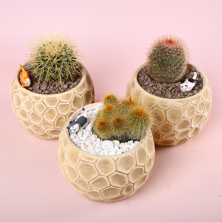 Кактус в кашпо мікс