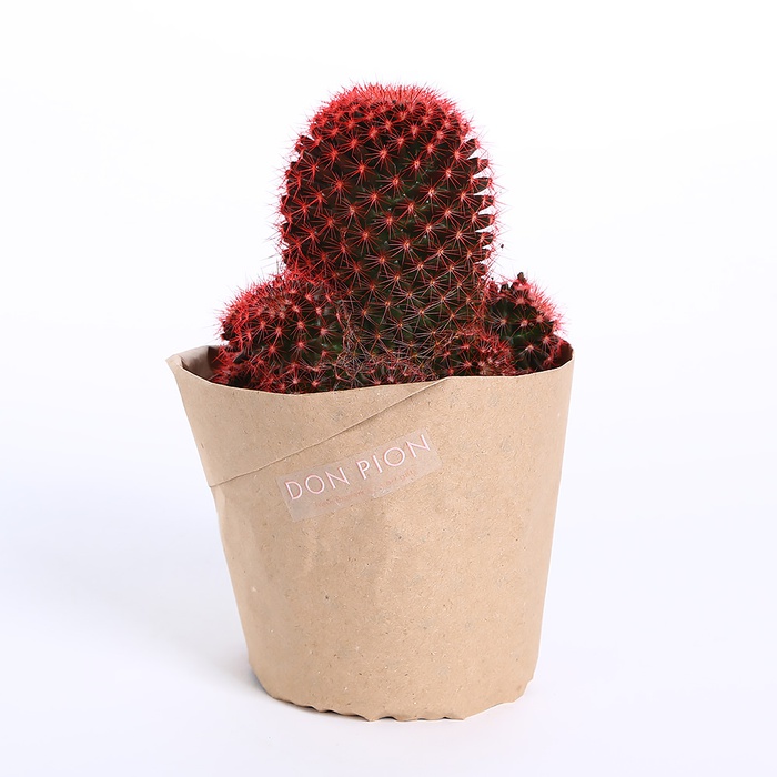Кактус красный в горшке