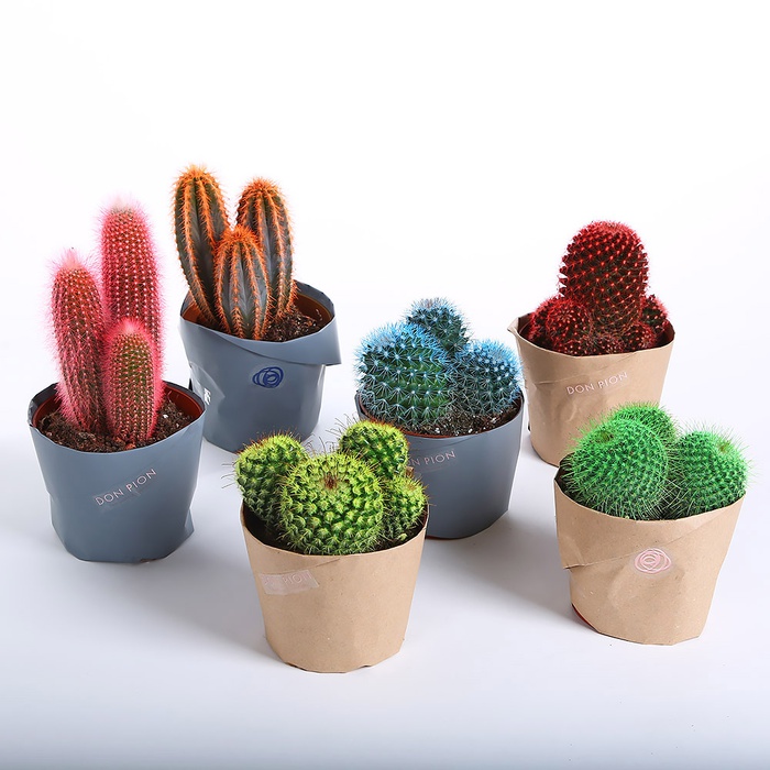 Кактус красный в горшке