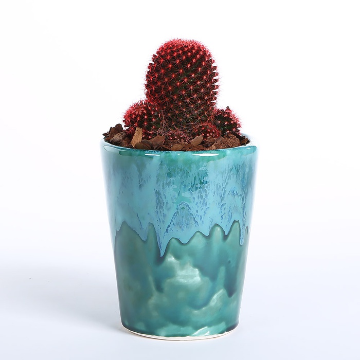 Кактус красный в горшке