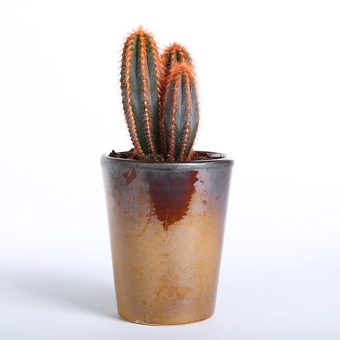 Кактус помаранчевий в горшку