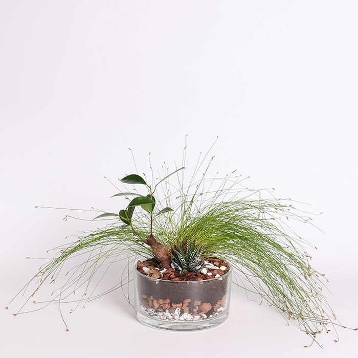 Высадка в стеклянной вазе