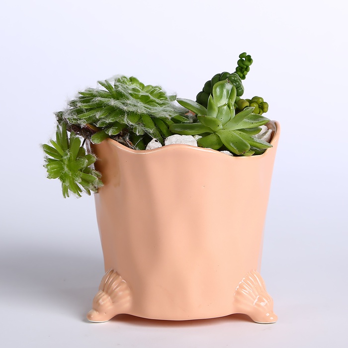 Сукуленти в рожевому кашпо