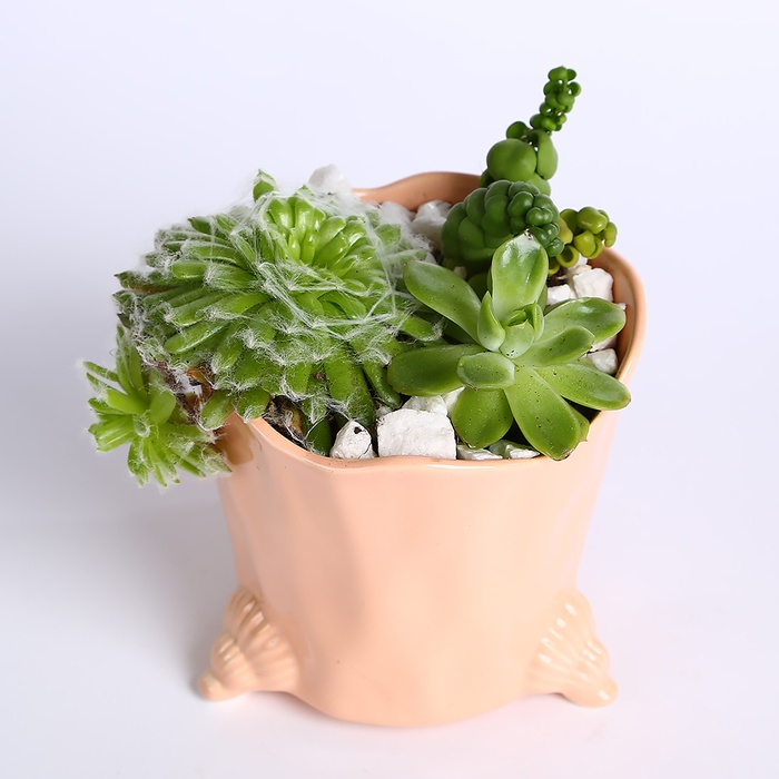 Сукуленти в рожевому кашпо
