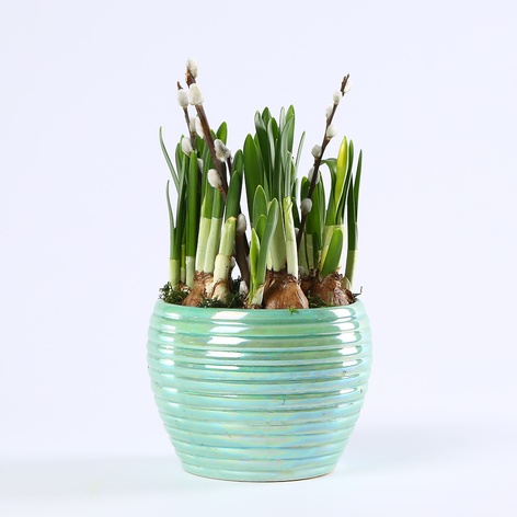 Композиція з нарцисів в кашпо