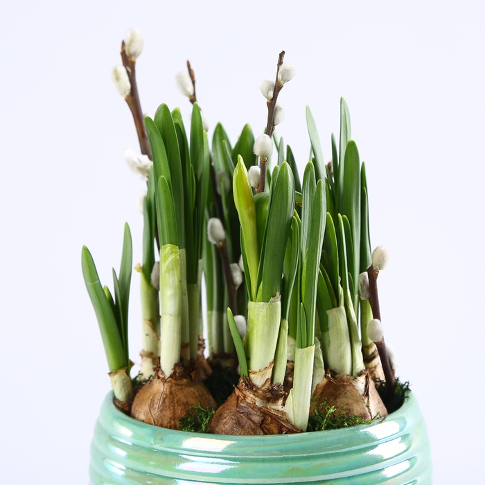 Композиція з нарцисів в кашпо