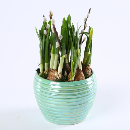 Композиція з нарцисів в кашпо