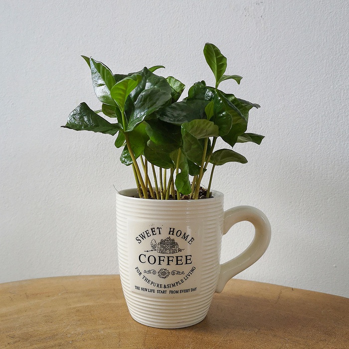 Кава арабіка в чашці