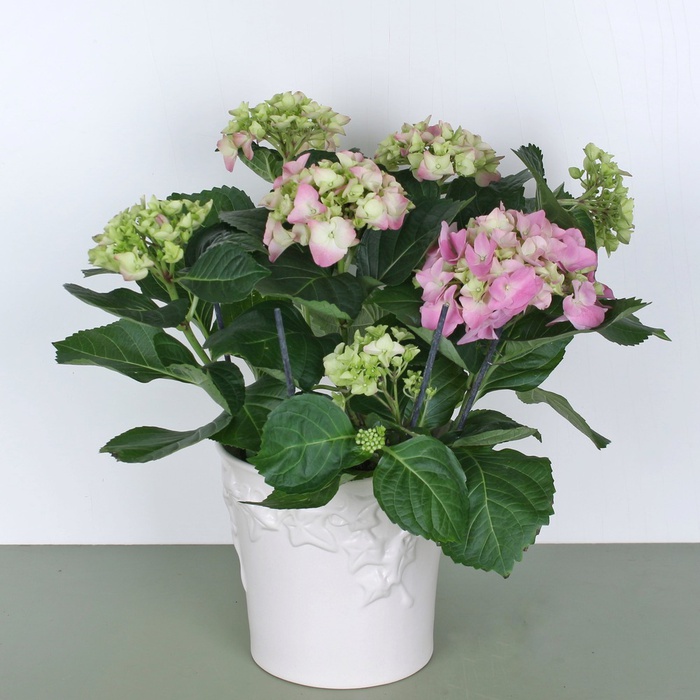 Гортензия микс в горшке
