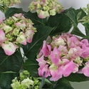 Гортензия микс в горшке