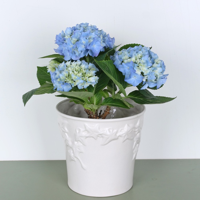 Гортензия микс в горшке