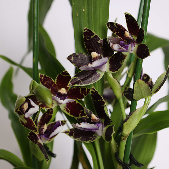 Орхидея Зигопеталум в горшке