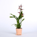 Орхидея Брассия в горшке