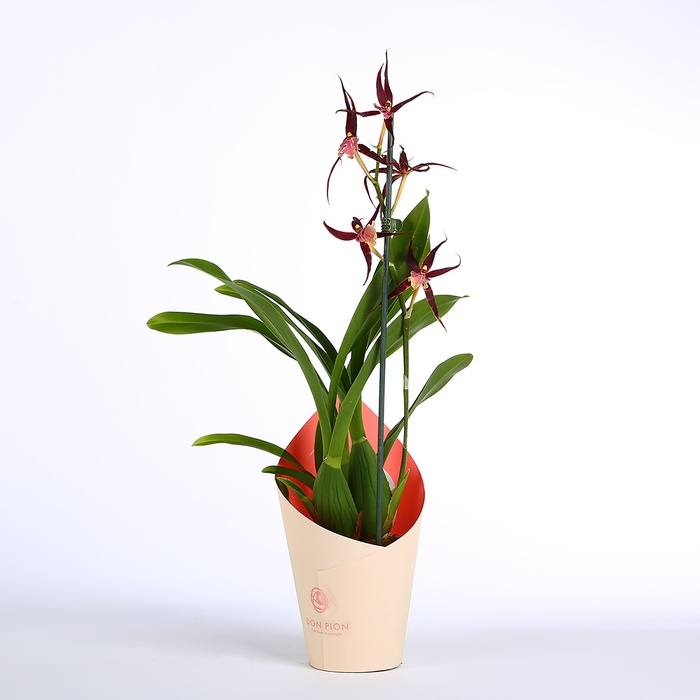 Орхидея Брассия в горшке