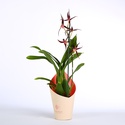 Орхидея Брассия в горшке