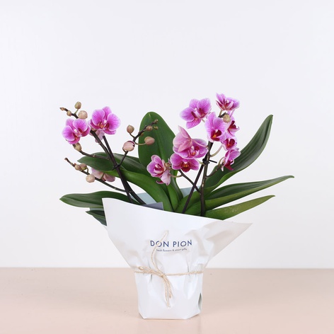 Орхідея мультифлора