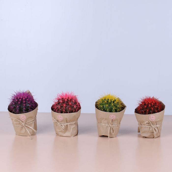 Цветной эхинокактус в горшке, микс