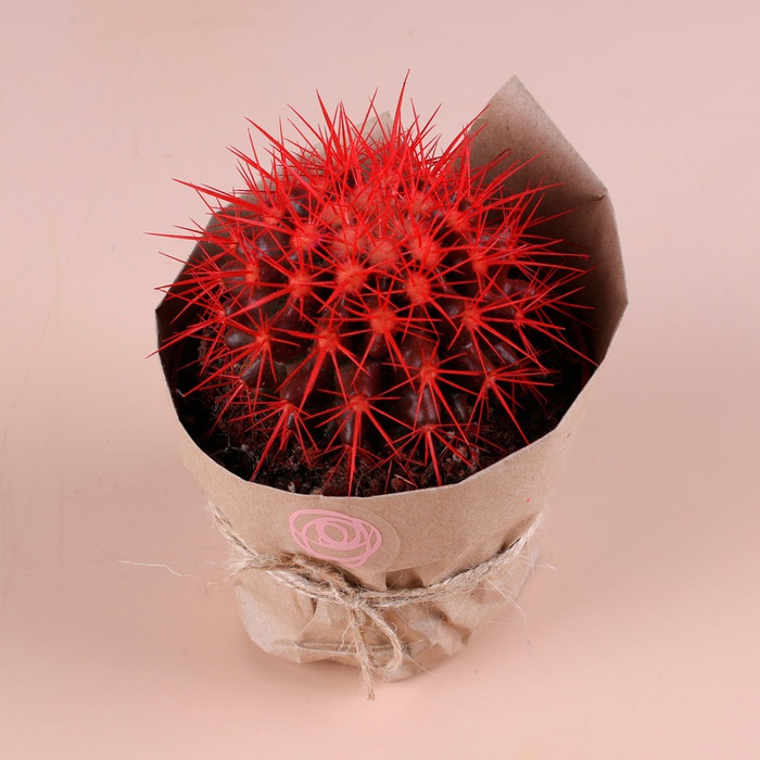 Цветной эхинокактус в горшке, микс