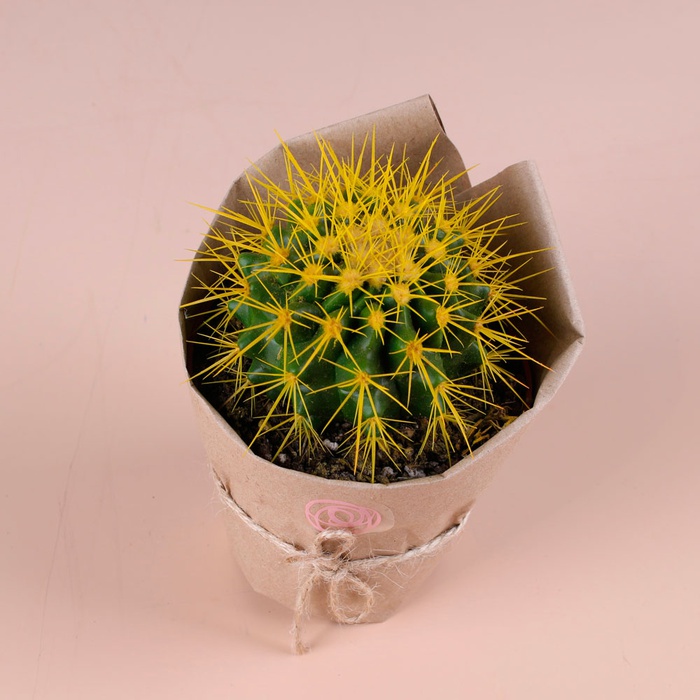 Цветной эхинокактус в горшке, микс