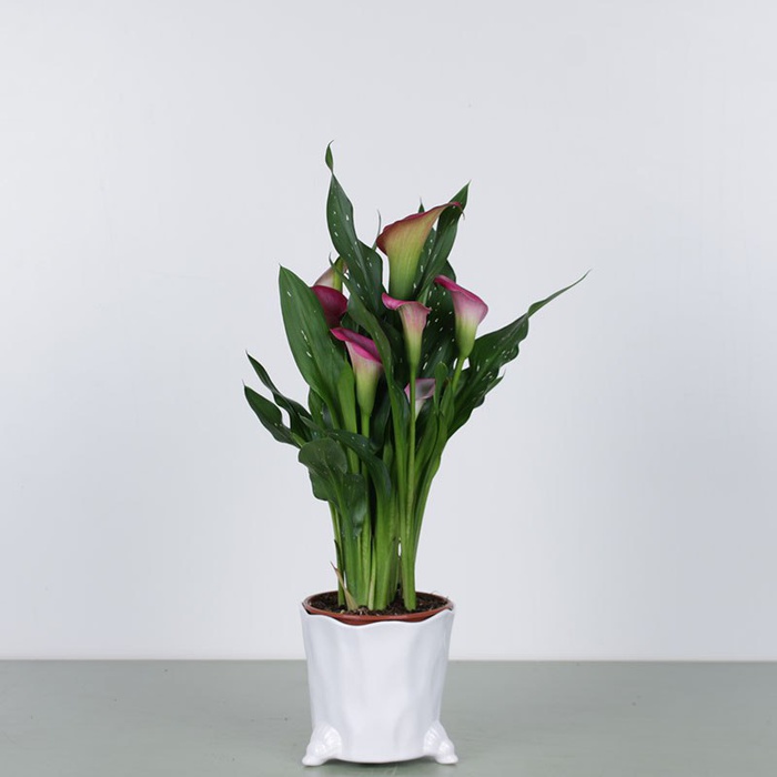 Калла в горшке