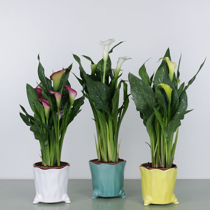 Калла в горшке