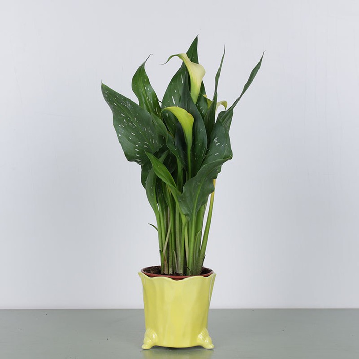 Калла в горшке