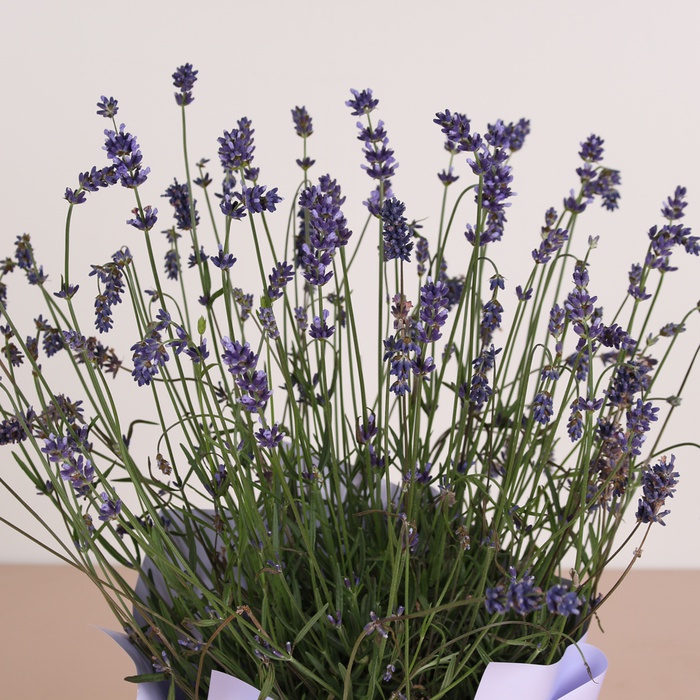 Лаванда в подарочной упаковке, L