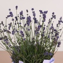Лаванда в подарочной упаковке, L