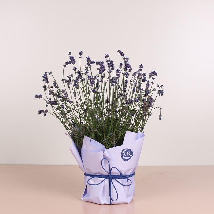 Лаванда в подарочной упаковке, L