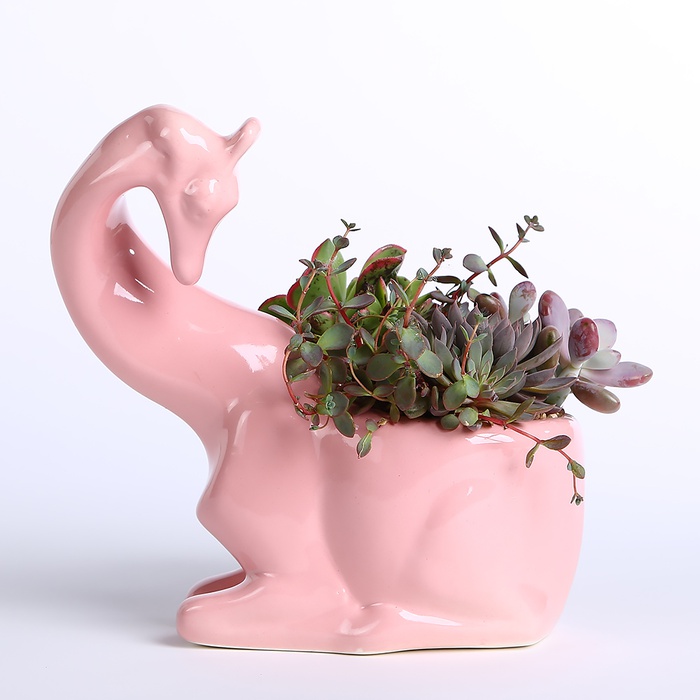 Сукуленти в кашпо Жираф