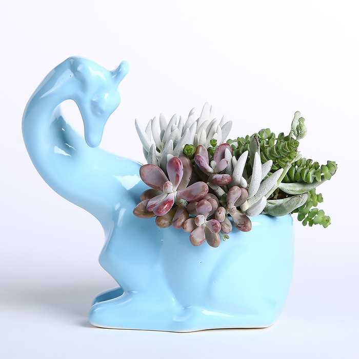 Сукуленти в кашпо Жираф