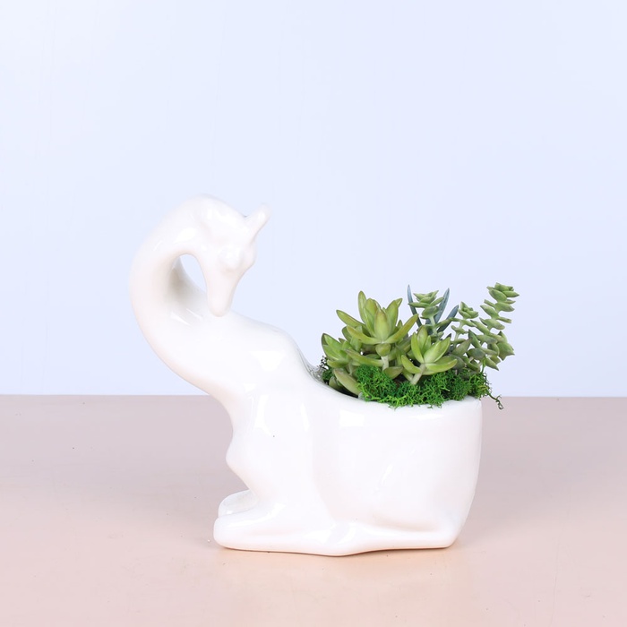 Сукуленти в кашпо Жираф