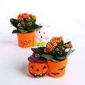 Сукулент у кашпо Хелловін