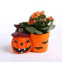 Сукулент у кашпо Хелловін