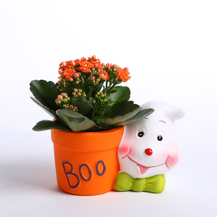 Сукулент у кашпо Хелловін