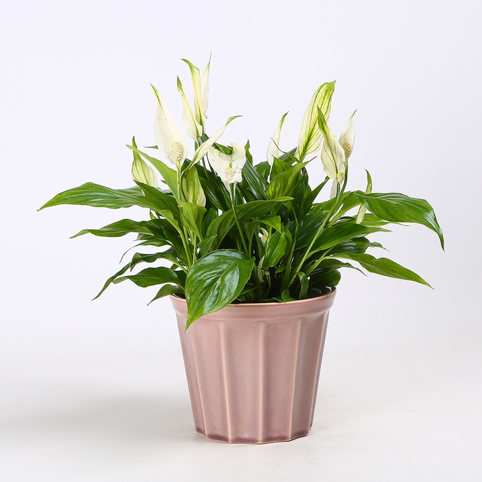 Спатифілум в горшку, S