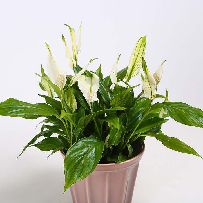 Спатифілум в горшку, S