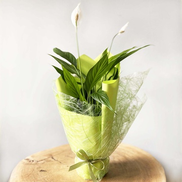 Спатифиллум в горшке и зеленой упаковке