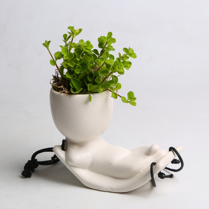 Микс растения в кашпо