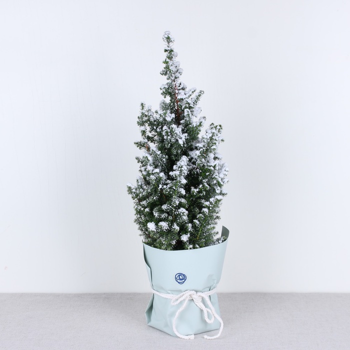 Кипарис новорічний засніжений у горщику