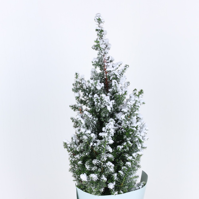 Кипарис новорічний засніжений у горщику