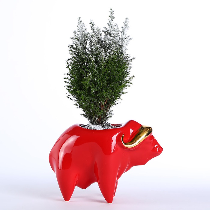 Кашпо Буйвол з кипарисом