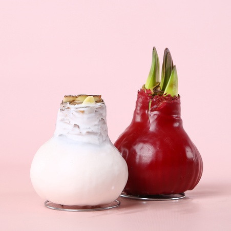 Амариліс у воску мікс