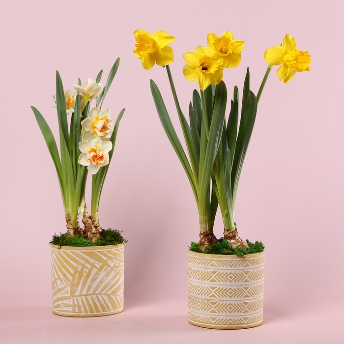 Весняний нарцис у кашпо