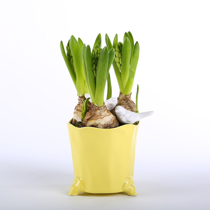 Гиацинт в керамическом кашпо