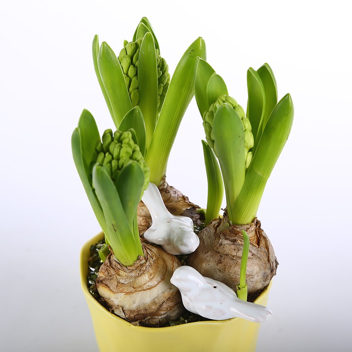 Гиацинт в керамическом кашпо